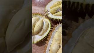 Spesial panen durian bawor harga murah meriah #panendurian #durianbawor