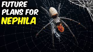 What will I do with NEPHILA SPIDER?