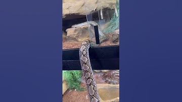 🐍 Super Dwarf Retic #snake #animals #pets #python #reptiles #wildlife #reticulatedpython #shorts