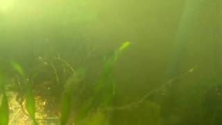 HS-60-002 - Date Time: 23/08/2016 18:33:01 - Water Temperature:  °C