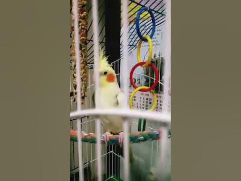 чіпі чіпі чапа чапа - YouTube