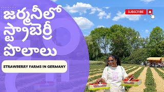 STRAWBERRY SELF PICKING FROM THE FARMS IN GERMANY||జర్మనీలో పొలం నుండి స్ట్రాబెర్రీలను స్వయంగ  కోయటం