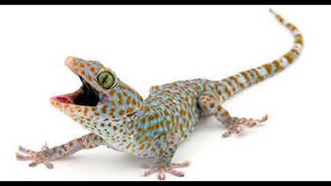 Cận Cảnh Rõ Nét Con Tắc Kè | Hình Ảnh Và Tiếng Tắc Kè Kêu | Picture And Sound Of Tokay Gecko