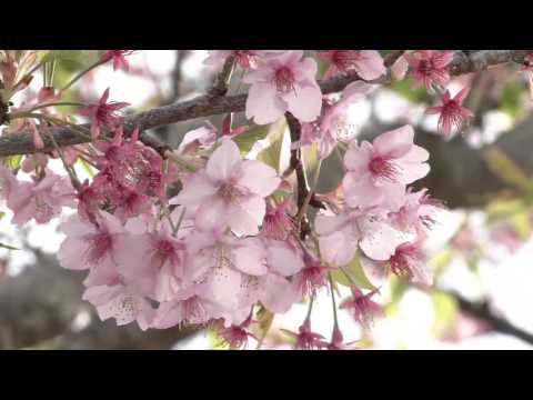 古今和歌集 / The Kokinshû. Spring Poems. Part II, 70 / Весенние песни. Сувий 2 (KKS II, 70)