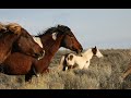 Wild Mustangs of our West  by Mustang Meg March 2020