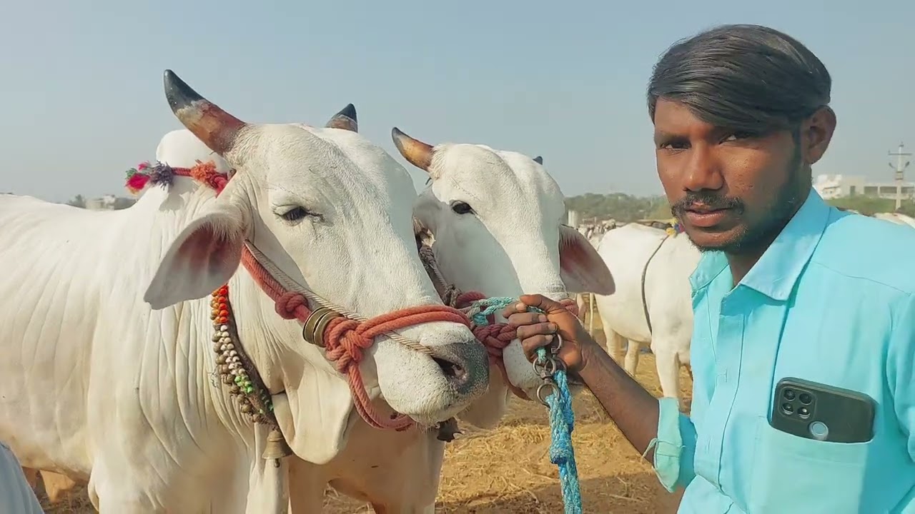 Pebbair Saturday Bull market in Telangana | Oxen prices in Pebbair bazaar ‎@purnafarms 