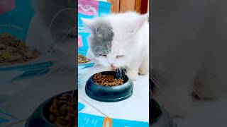 Suara Hati Babu Lihat Kucingnya #catshorts #cat #cute #love #cutecat #fyp #virall #imut #pets #funny