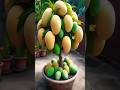 Mangoes Harvesting &amp; How to grow a new Mango tree #satisfying #farming #shorts