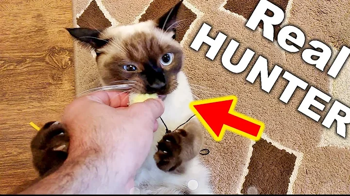 Watch the video about My Siamese Cat Real Hunter