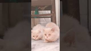 adorbale cat 🍓🍎🥀💖