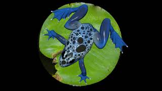 Interactive Frog Projection Mapping
