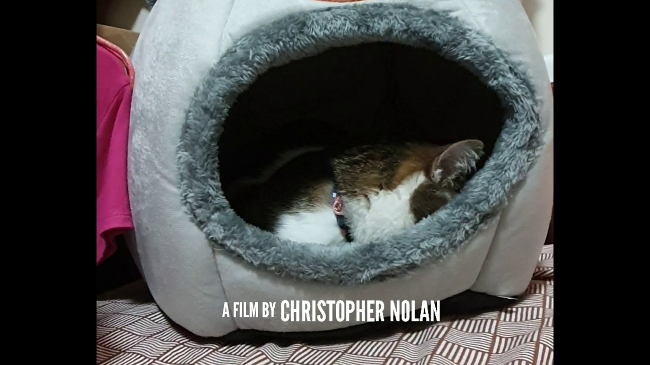 Blueprint Awesome - Inception Cat Maru