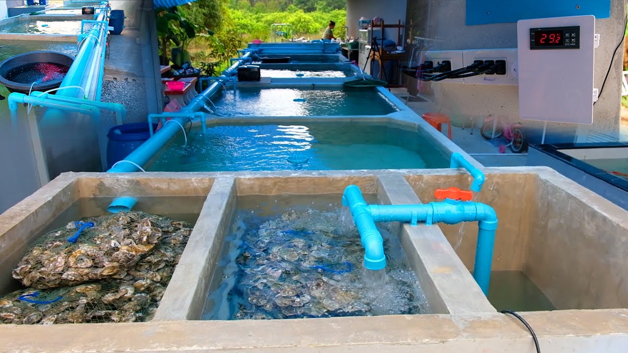 วิธีการทำระบบบ่อปลาและอุปกรณ์ที่ต้องมีทั้งหมดเพื่อให้น้ำใสและปลาไม่ป่วยแบบละเอียดได้ผล100%