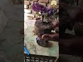 “DIY Cabbage Flower Planter from a Water Bottle 🌱 Easy Gardening Hack!” #Oasis of Plant Stories