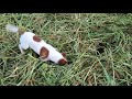 Jack Russell terrier vs rat