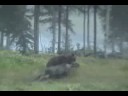 Brown bear attacks moose