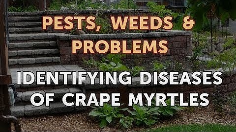 Identifying Diseases of Crape Myrtles