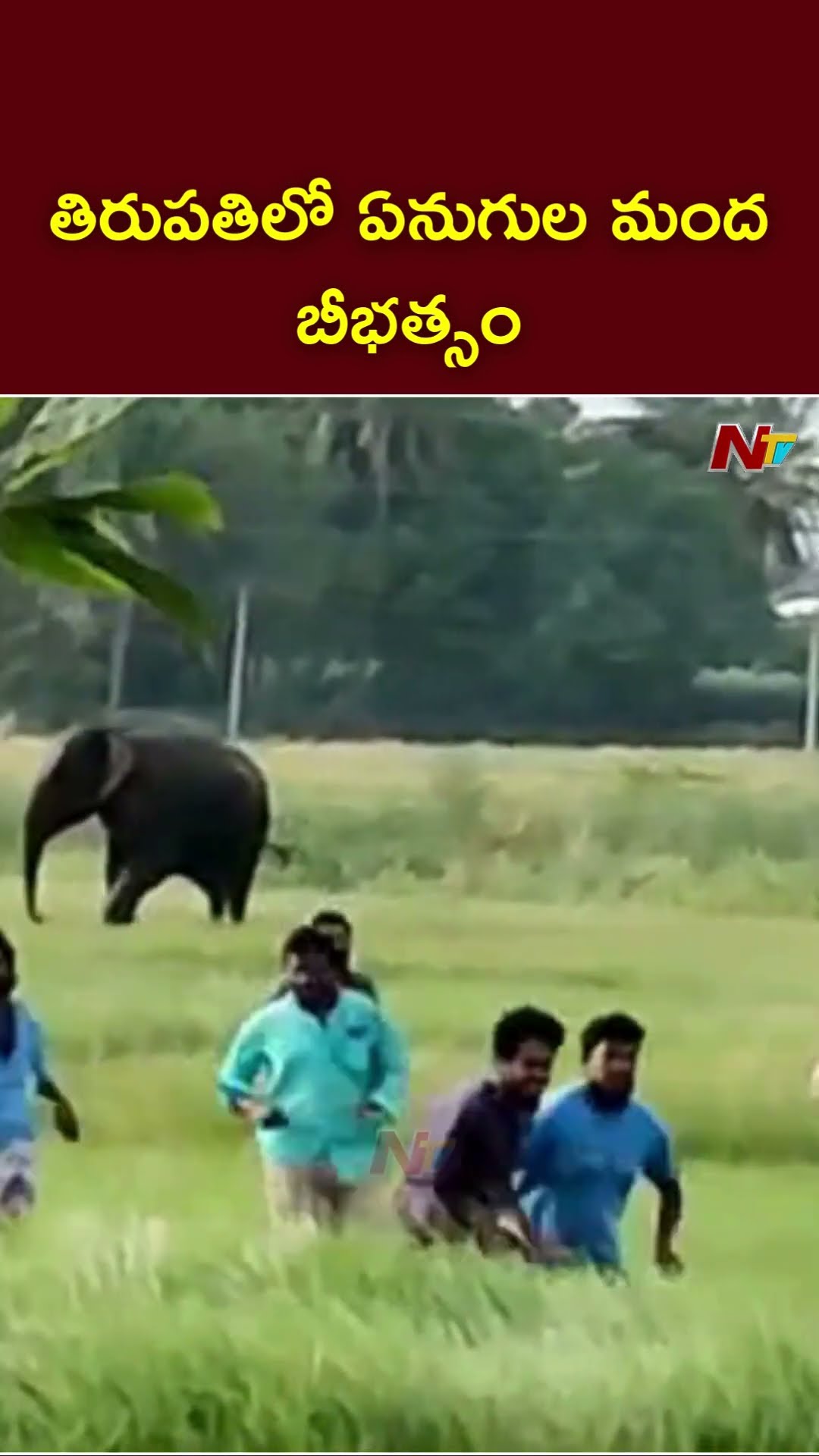 Tirupati: చిన్నగొట్టిగల్లు(మం) భాకరాపేటలో ఏనుగుల మంద బీభత్సం | Ntv