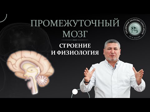 Промежуточный мозг. Строение и физиология.  Structure and physiology of the intermediate brain