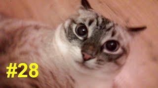 Глубокие мысли кота о хозяевах | Profound cats thoughts about the hosts Глубокие мысли кота о хозяевах | Profound cats thoughts about the hosts