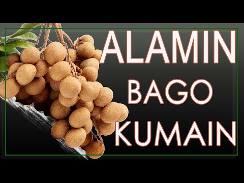 what is Dragon Eye o Longan Fruit  | bakit delikado?