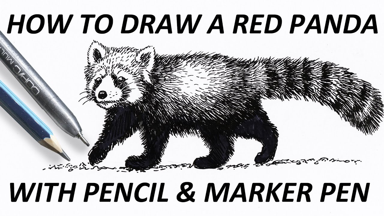 images How To Draw A Red Panda Youtube how to draw a red panda