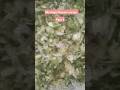 Moringa flower recipe part1 , #moringa #moringaflower #moringarecipes #drumstickrecipe #drumsticks