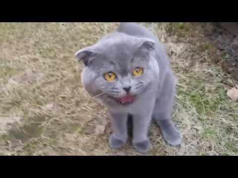 Wideo: Kot Perski Lecący W Kosmos