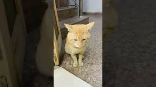 havana brown cat breeder #shorts #youtubeshort #shortvideo #viral