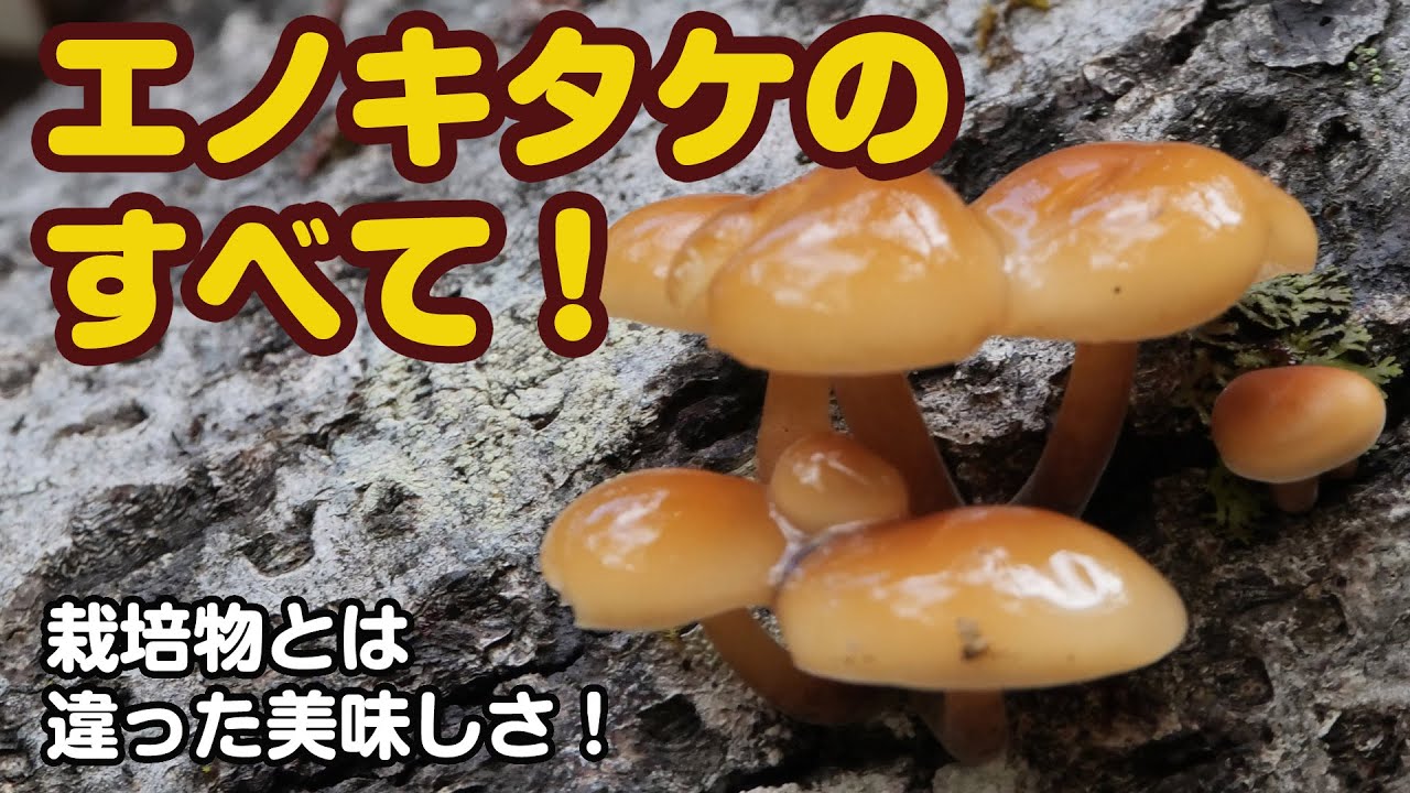 山梨できのこ狩り エノキタケ編 誰でも知っているあの天然エノキタケの大特集です 栽培品種とは違ったエノキの魅力をご覧ください 協力 ペンションすずらん Youtube
