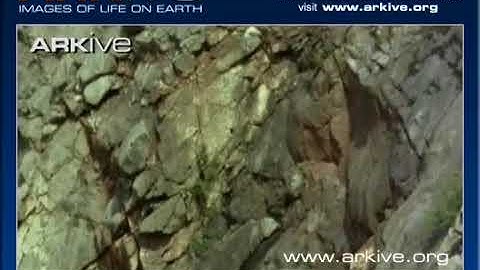 ARKive video FADF0217 A801 4A83 A44E B7364BF30AA2