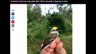 New Bird Discovered Thats 3 Species In One At Least A Couple Different Genera