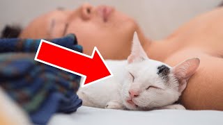 If You Sleep with Your Cat Every Night, THIS WILL HAPPEN 🤯 by PetMania 167 views 1 month ago 8 minutes, 10 seconds