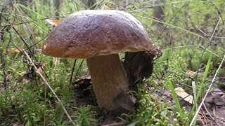 НАПАЛ НА ПОЛЯНУ БЕЛЫХ ГРИБОВ! МАЛЫШ ПРОПАЛ... MUSHROOMS AND FOREST