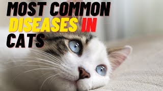 The 10 Most Common Diseases in Cats by Cat Lovers 937 views 3 years ago 6 minutes, 6 seconds