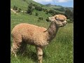 Dünyanın En Komik Hayvanları: Meraklı Alpakalar! 🦙😂 #shorts #alpaca