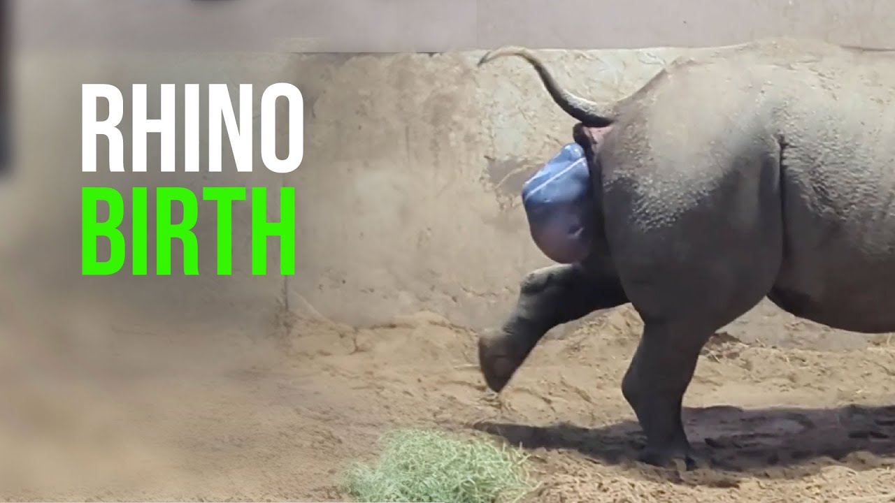 The Heartwarming Moment A Rare Baby Rhino Is Welcomed Into The World Is ...