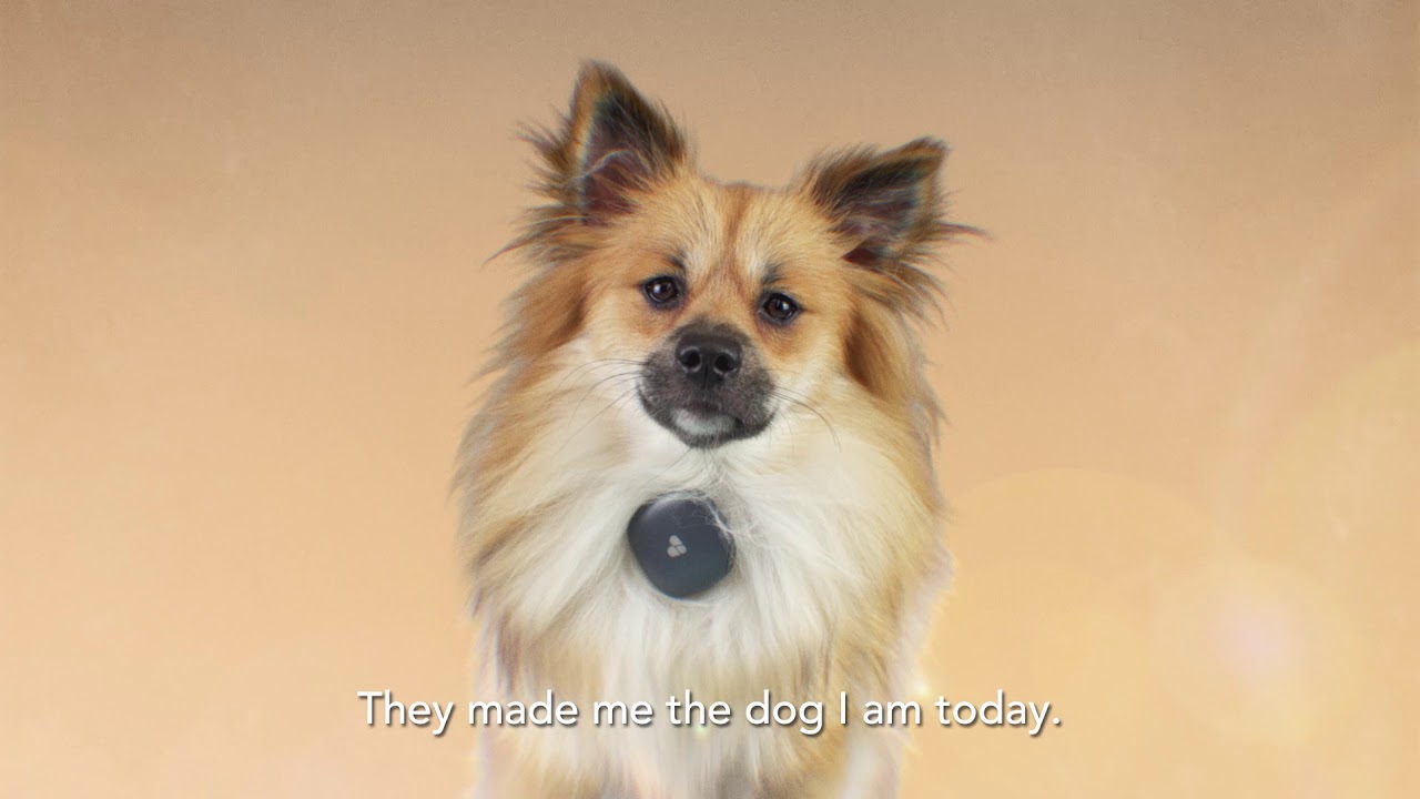 What is your pet up to? Superbowl Commercial 2019 Findster Duo