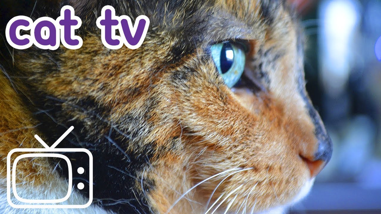 Cat TV 4 Hours of Birds To Entertain Your Cat! YouTube