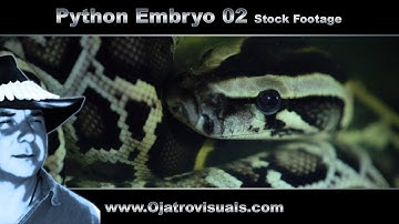 Python Embryo 02 Stock Footage