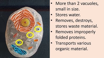 Standard 8: Lesson 10: Cell structure and function: Part 4 of 5