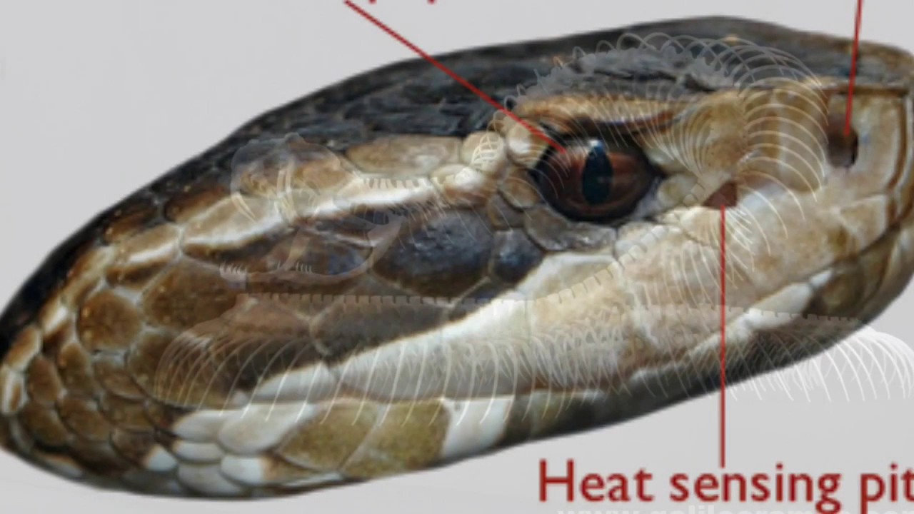 Какие органы змеи воспринимают тепло