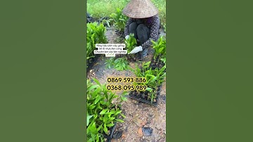 Khay bầu ươm hạt giống, cây giống Lâm Nghiệp 50 lỗ nhựa đen cứng siêu bền, cực kỳ hiệu quả0869593886