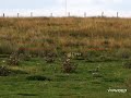 vulcon3 25 calibre long range rabbit hunting. pard Ds35 LRF