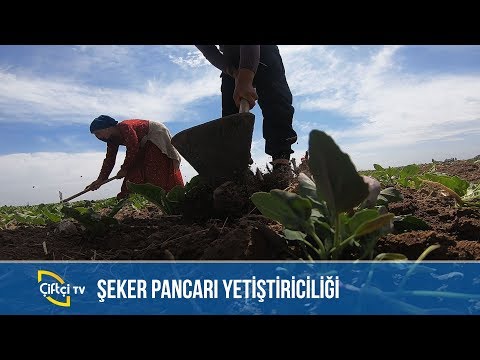 Konya'da Şeker Pancarı Yetiştiriciliği -ÖNDER ÇİFTÇİLER