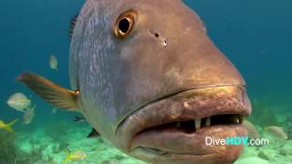 Cubera Snapper - DiveHDV.com