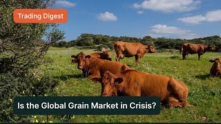 Pura's Weekly Trading Digest #3: Is the Global Grain Market in Crisis