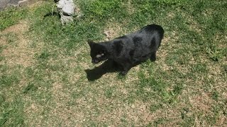 Bombay kitten's first time outside