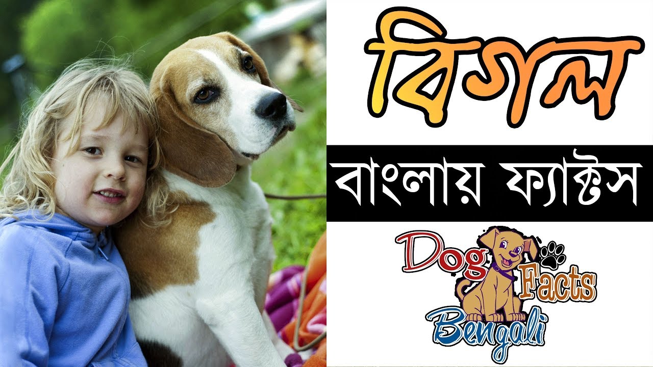 Beagle dog Facts in Bengali Dog Facts Popular Dogs Dog Facts
