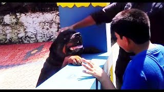 ROTTWEILER sudden ATTACK on stranger!